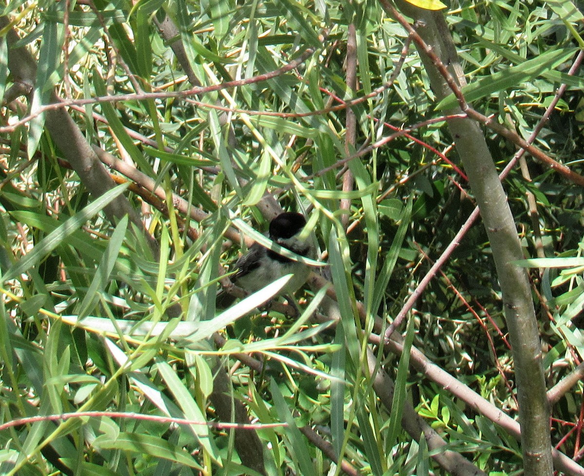 Black-capped Chickadee - Wendy McCrady