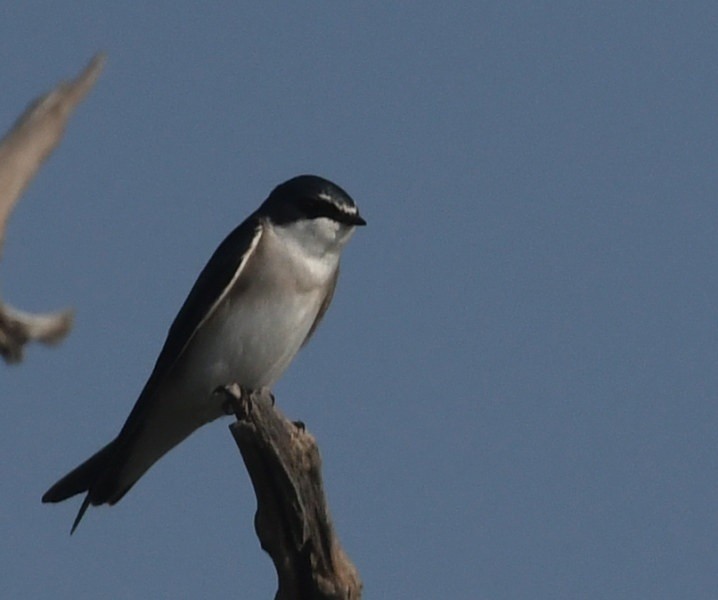 White-rumped Swallow - ML635972673