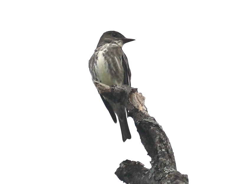 Olive-sided Flycatcher - ML635972806