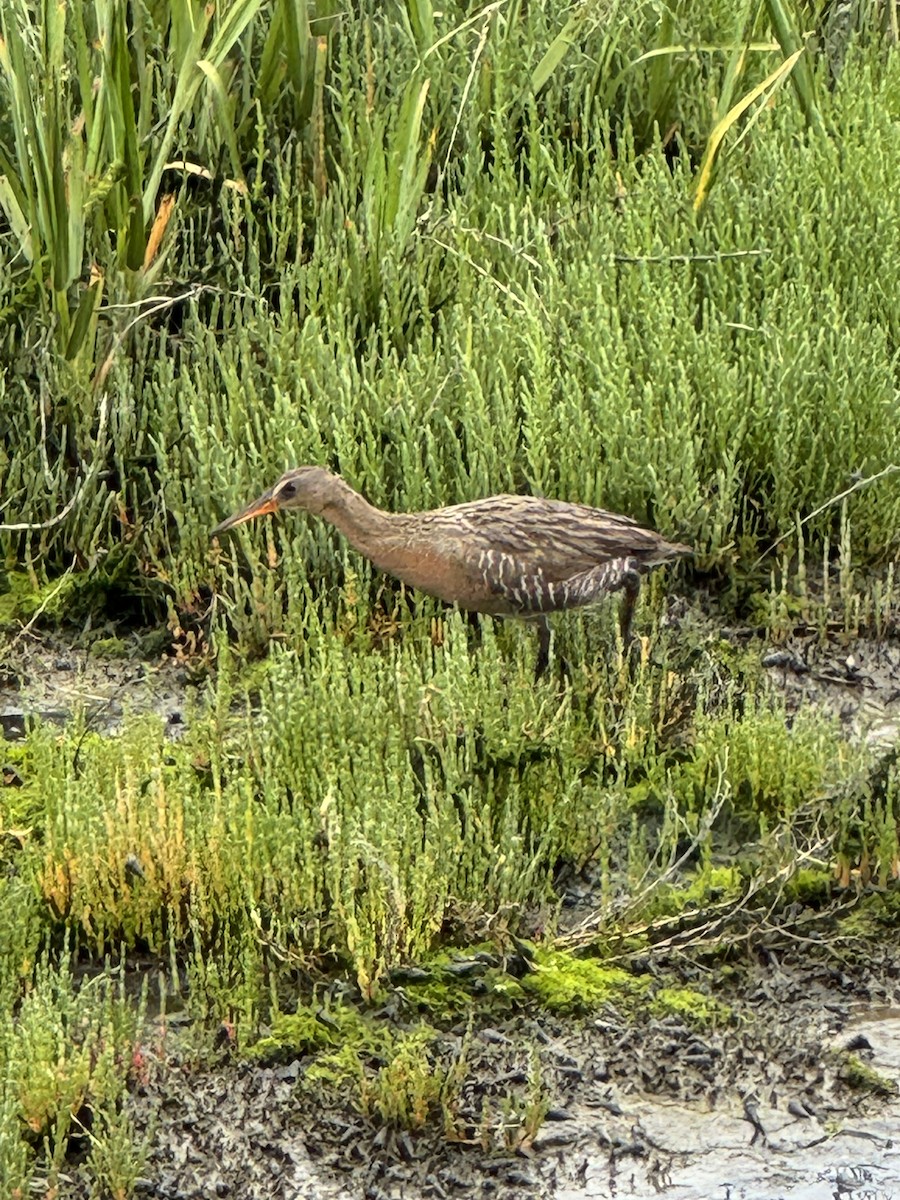 Ridgway's Rail - ML635972813