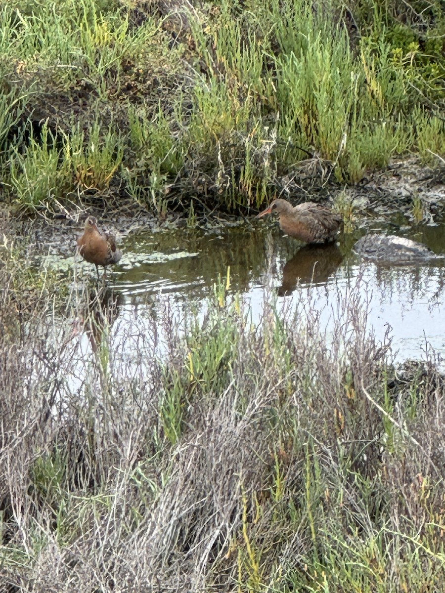 Ridgway's Rail - ML635972815