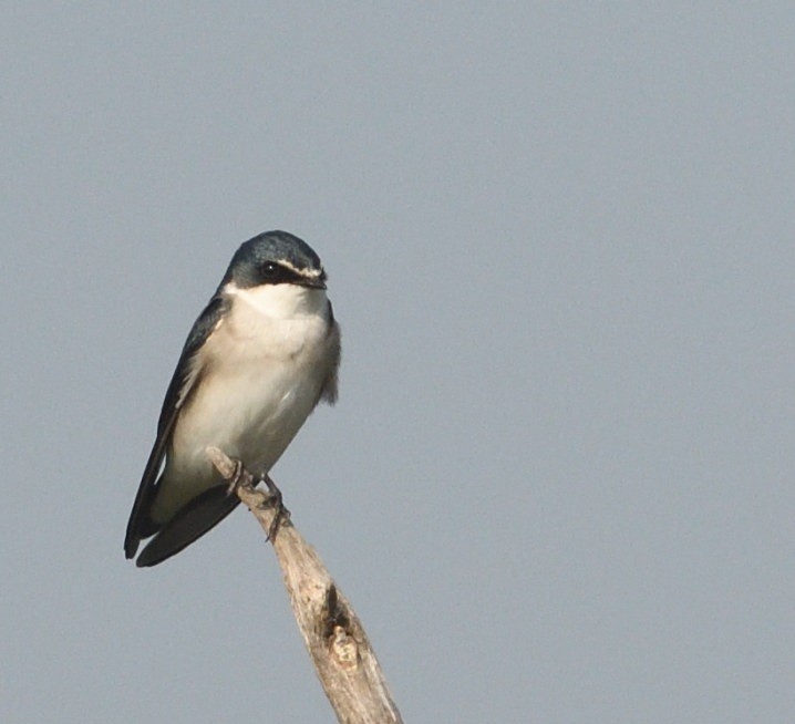 White-rumped Swallow - ML635972818