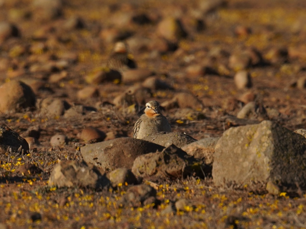 Tawny-throated Dotterel - ML635972846
