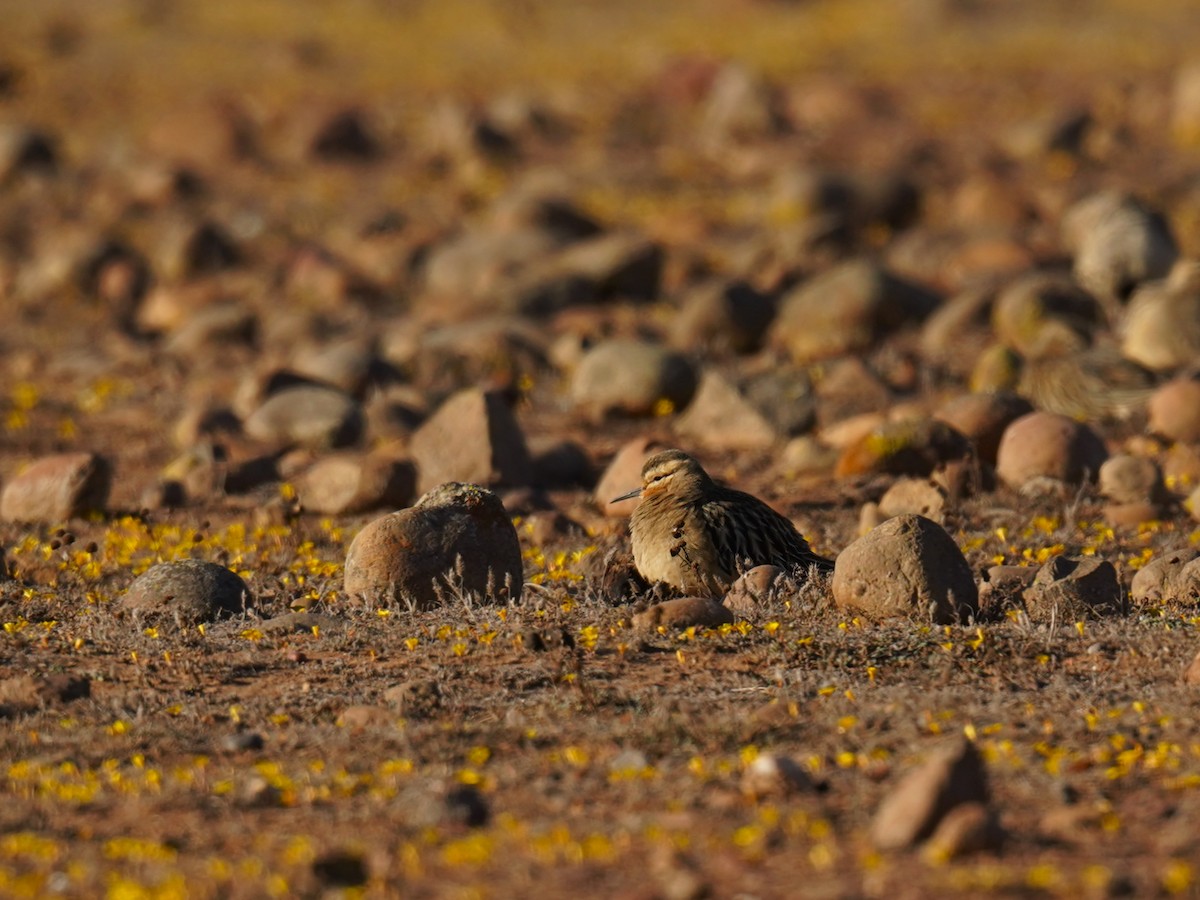 Tawny-throated Dotterel - ML635972876