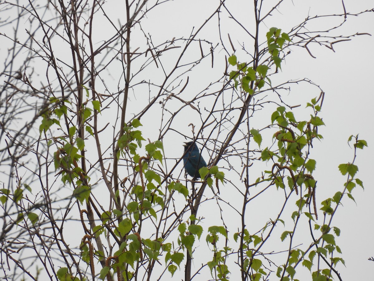 Indigo Bunting - ML635972922