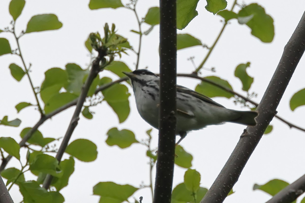 Blackpoll Warbler - ML635973057