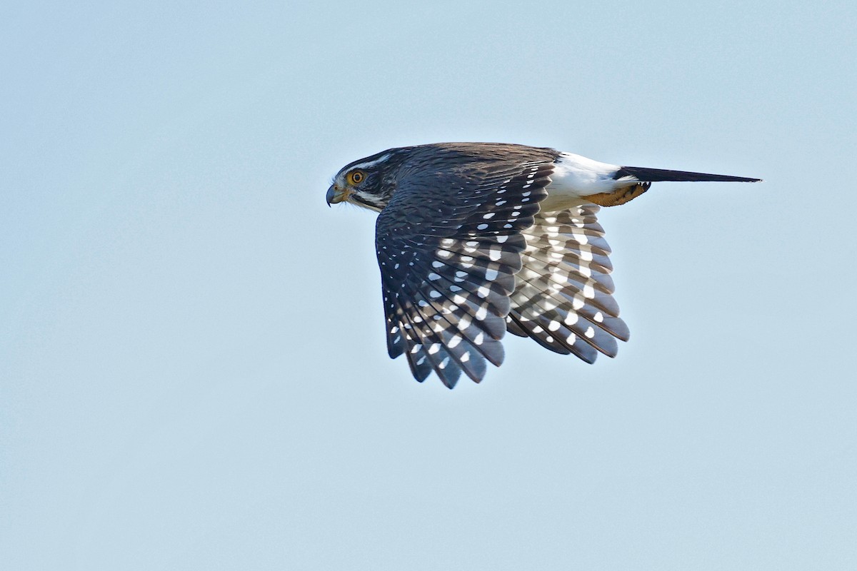 Spot-winged Falconet - ML635973065