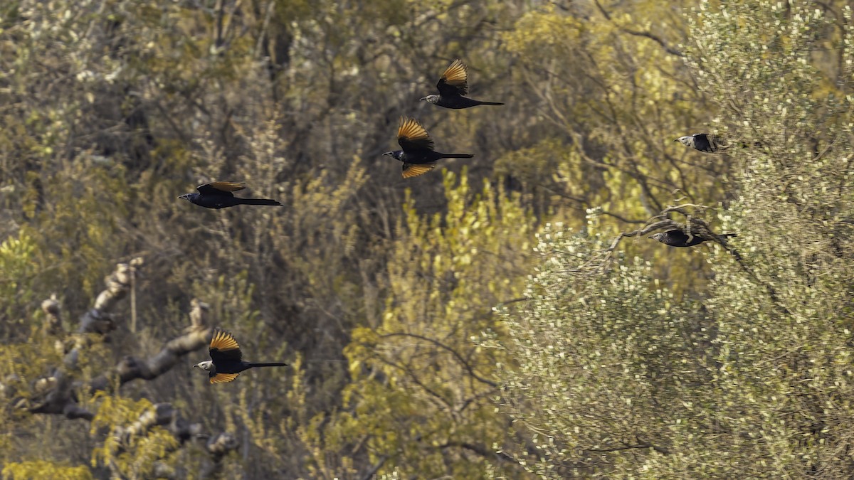 Somali Starling - ML635973345