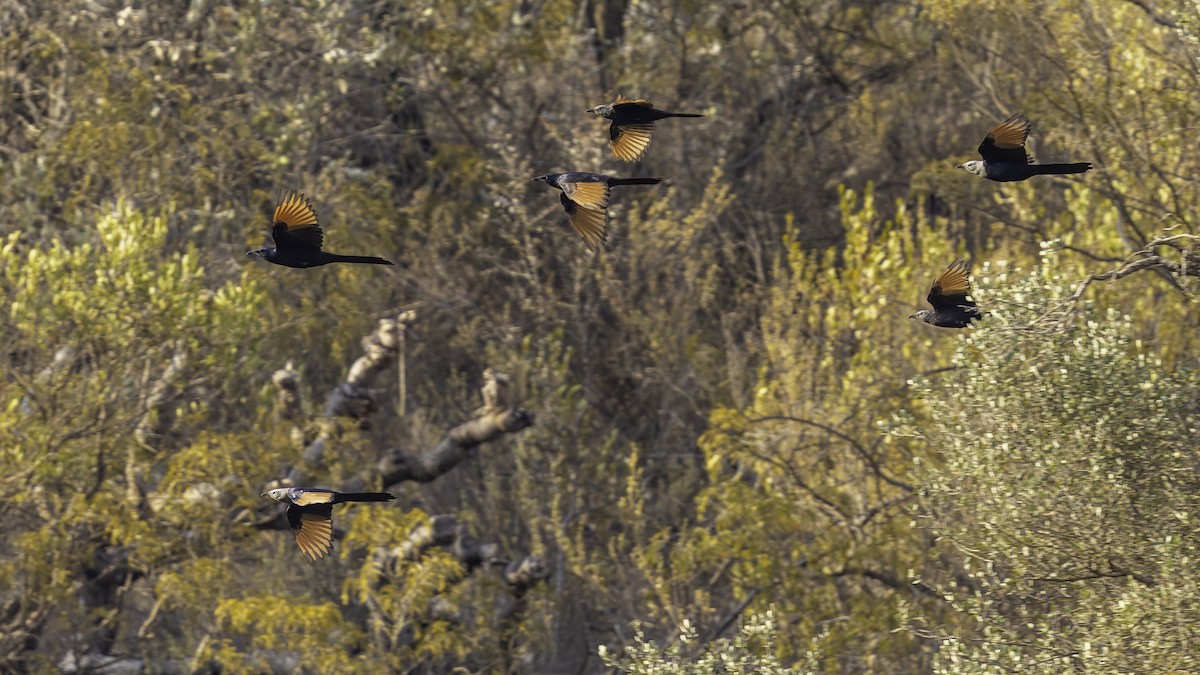 Somali Starling - ML635973346