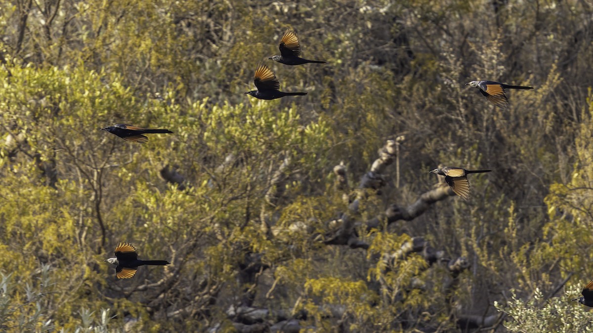 Somali Starling - ML635973348