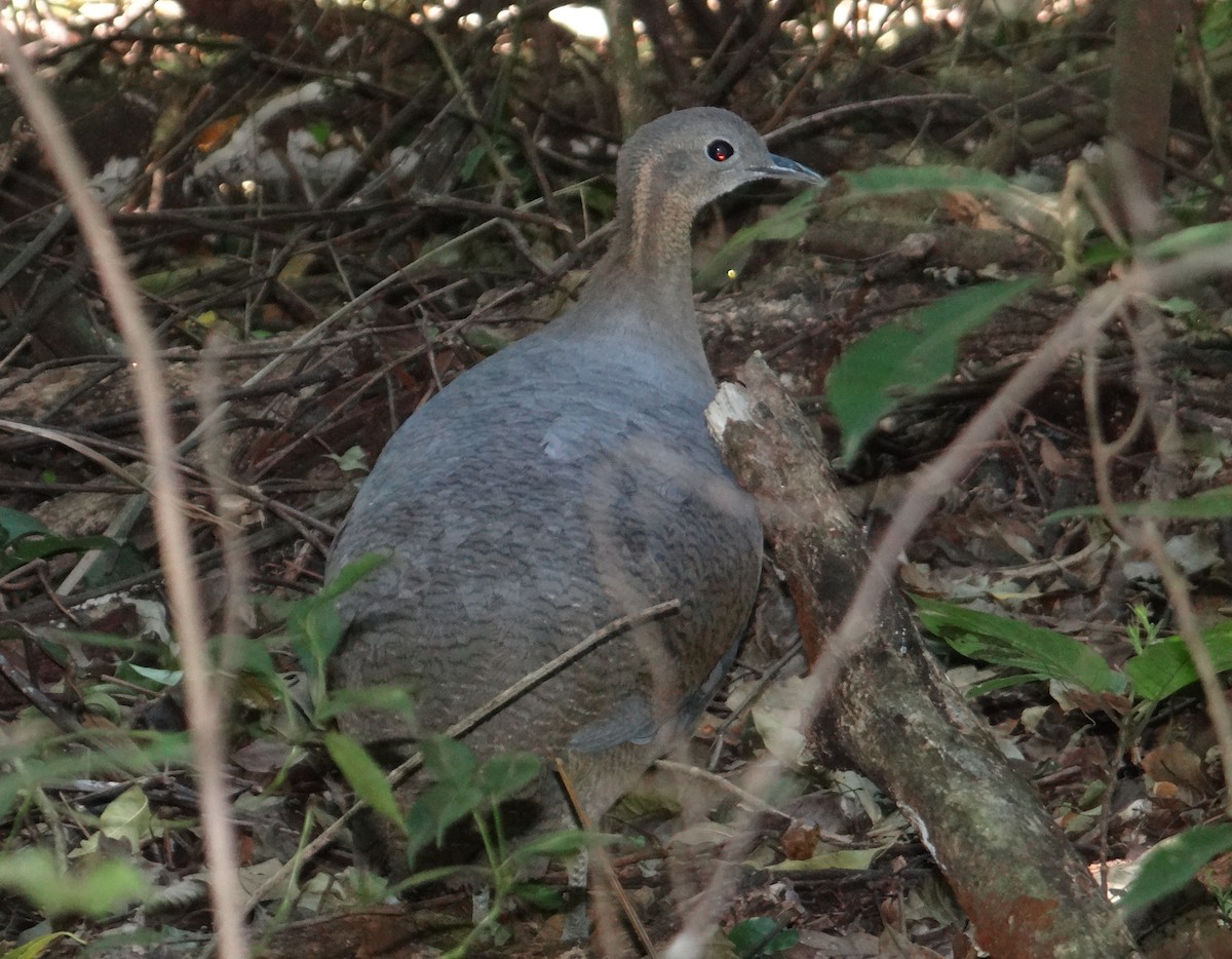 Solitary Tinamou - ML635973362