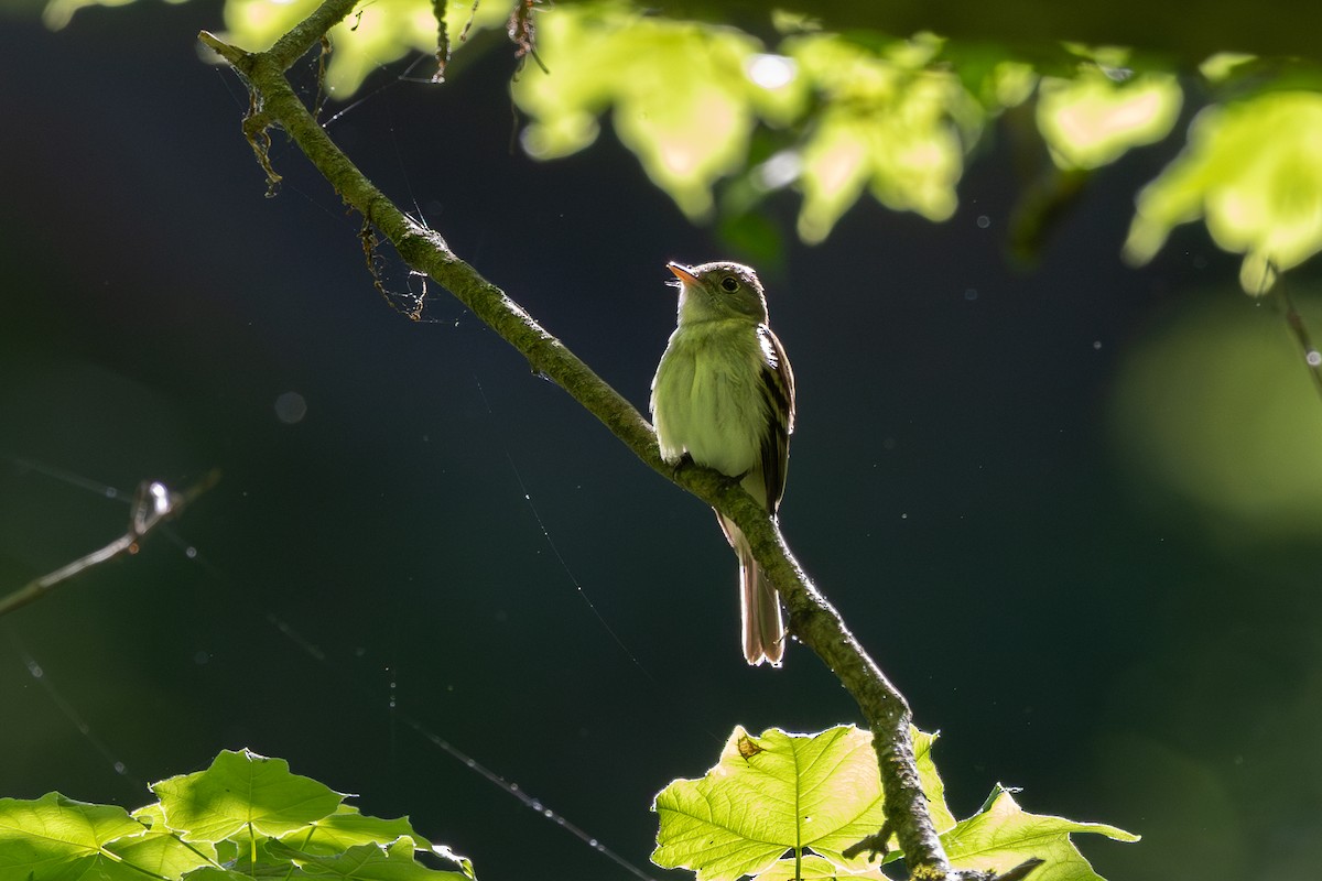 Acadian Flycatcher - ML635973401