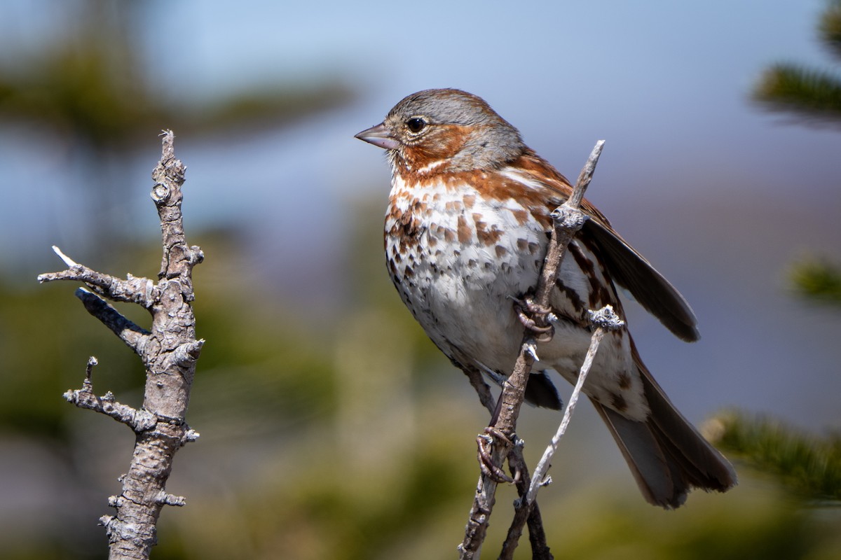 Fox Sparrow - ML635973487