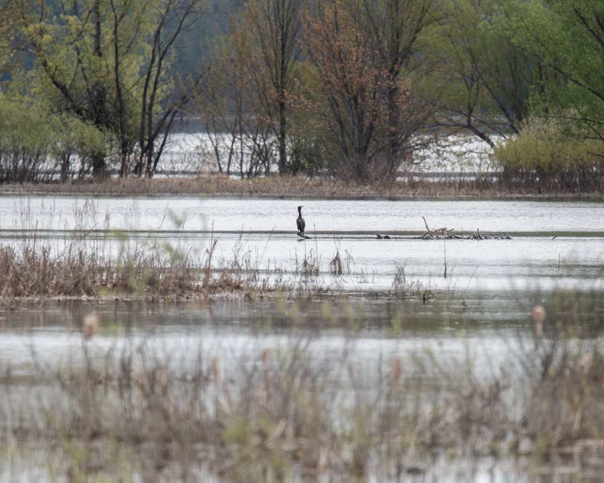 Double-crested Cormorant - ML635973609