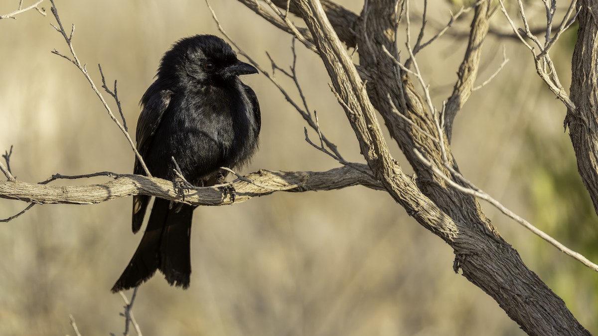 Fork-tailed Drongo (Glossy-backed) - ML635973615