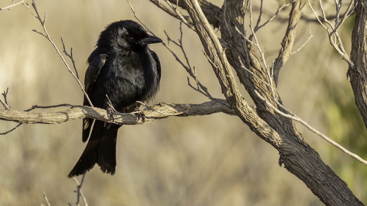 Fork-tailed Drongo (Glossy-backed) - ML635973616