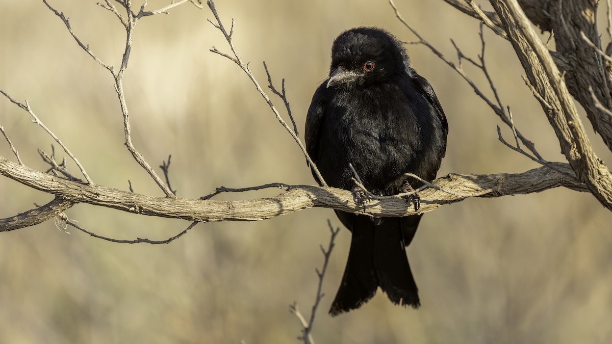 Fork-tailed Drongo (Glossy-backed) - ML635973618