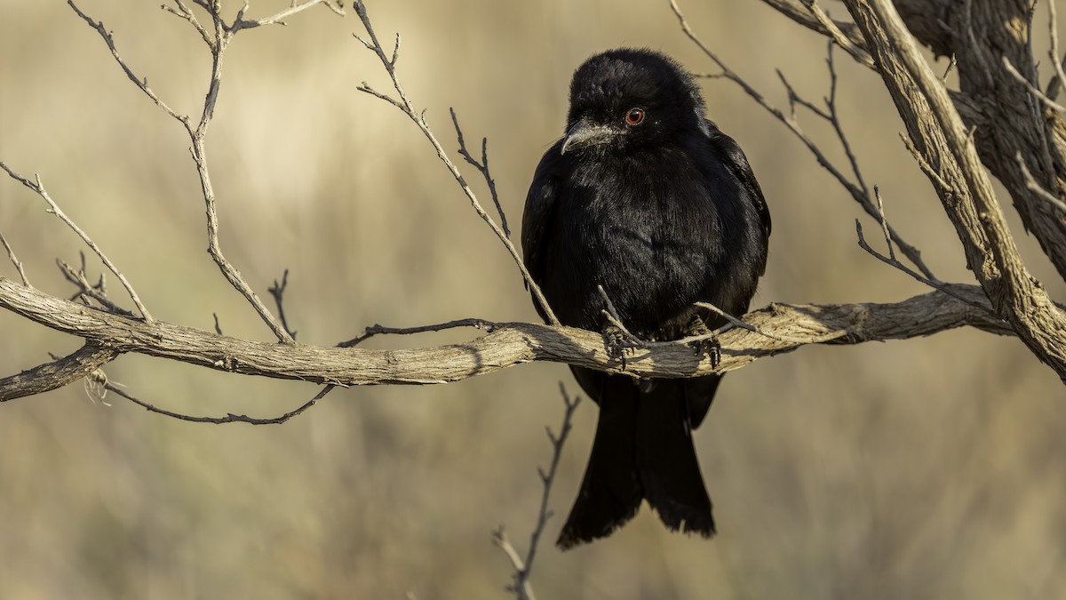 Fork-tailed Drongo (Glossy-backed) - ML635973619