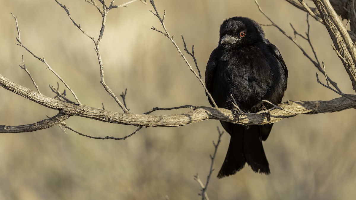 Fork-tailed Drongo (Glossy-backed) - ML635973621