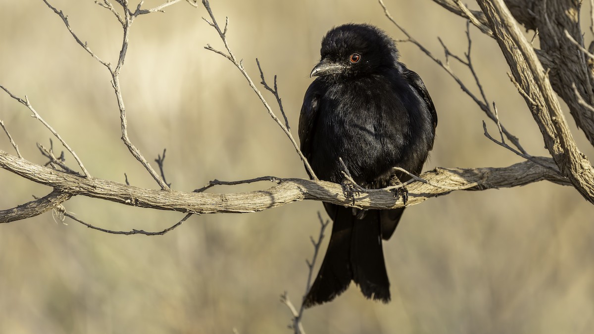 Fork-tailed Drongo (Glossy-backed) - ML635973622
