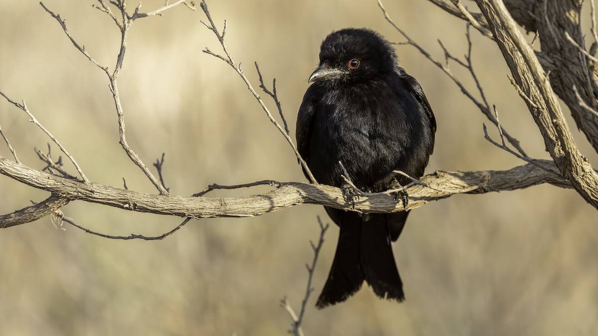 Fork-tailed Drongo (Glossy-backed) - ML635973623