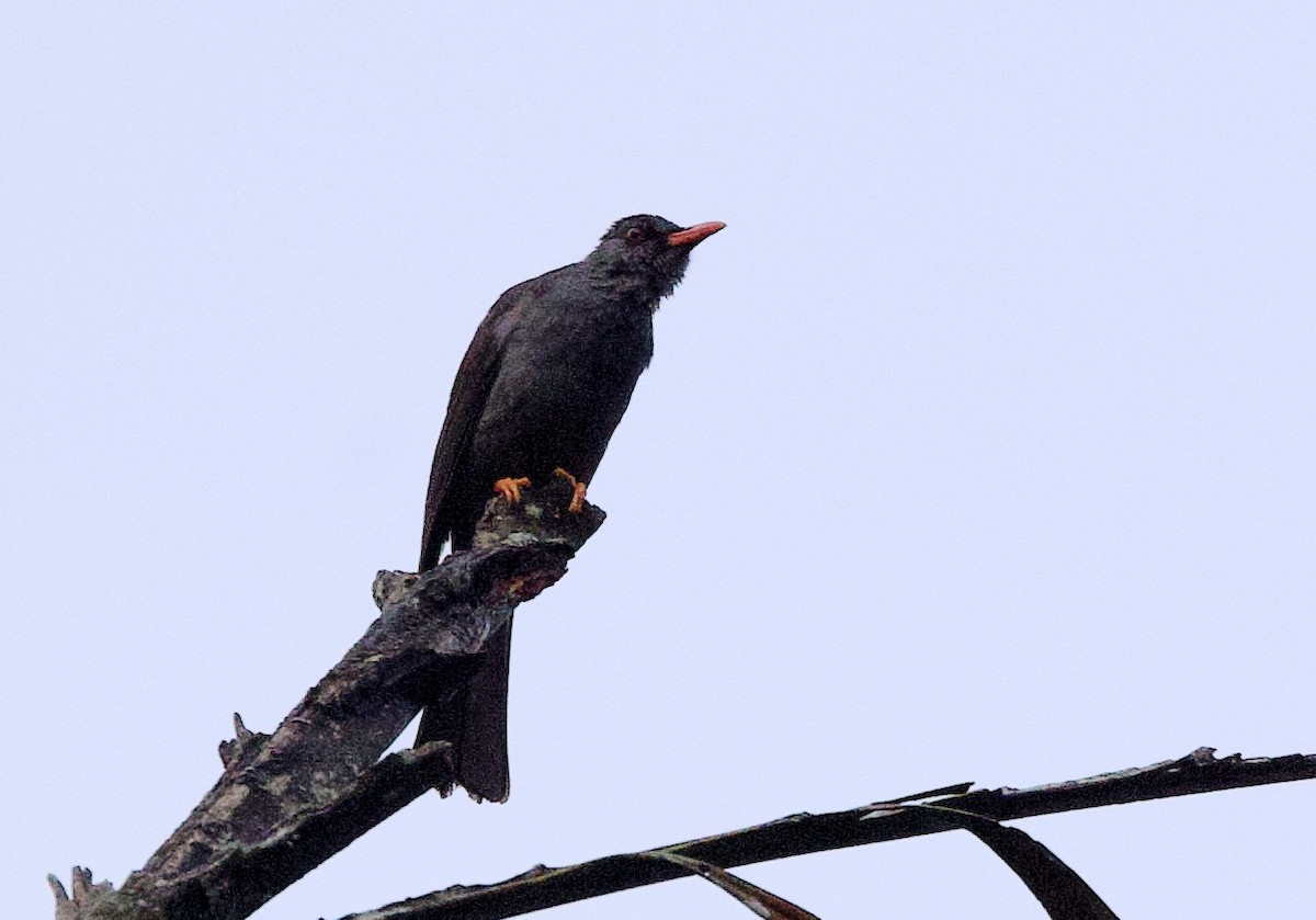 Square-tailed Bulbul - ML635973641