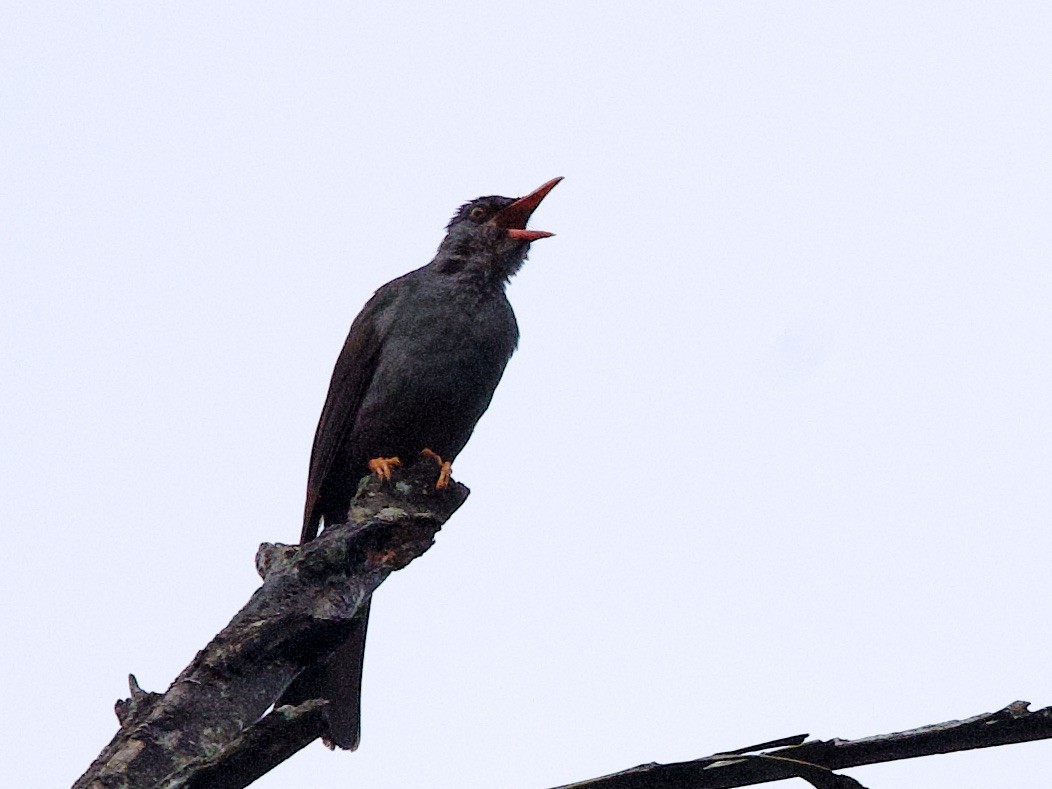 Square-tailed Bulbul - ML635973654