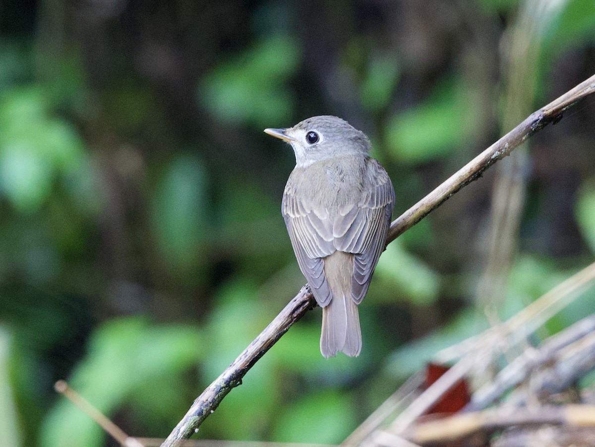 Dull-blue Flycatcher - ML635973702