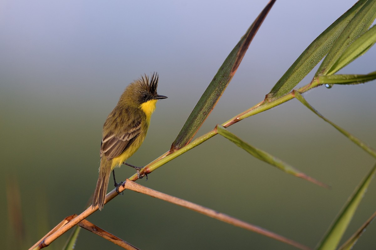 Crested Doradito - ML635973721