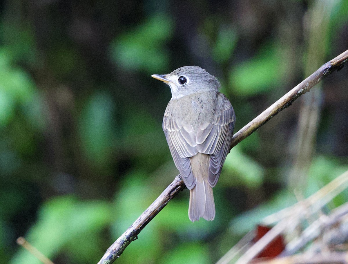 Dull-blue Flycatcher - ML635973723