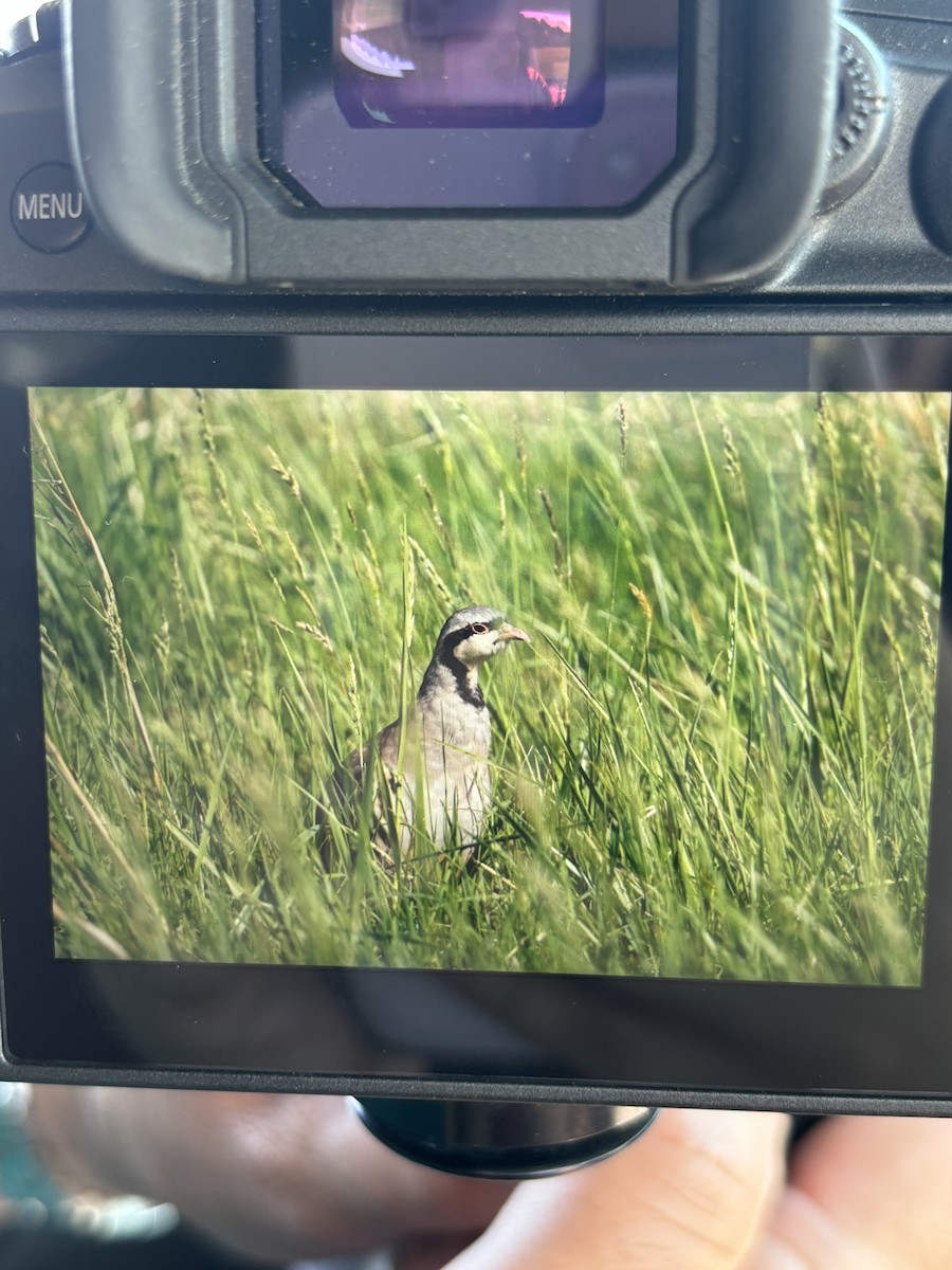 Хахилаг - ML635973786