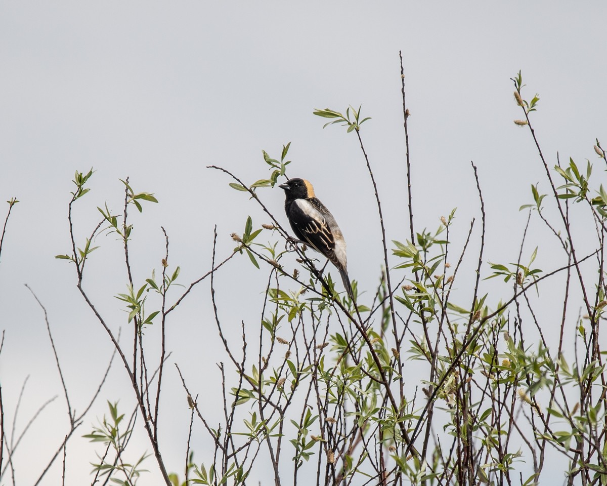 Bobolink - ML635973872