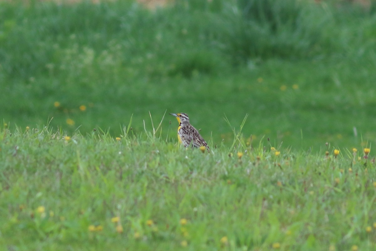 Western Meadowlark - ML635973883