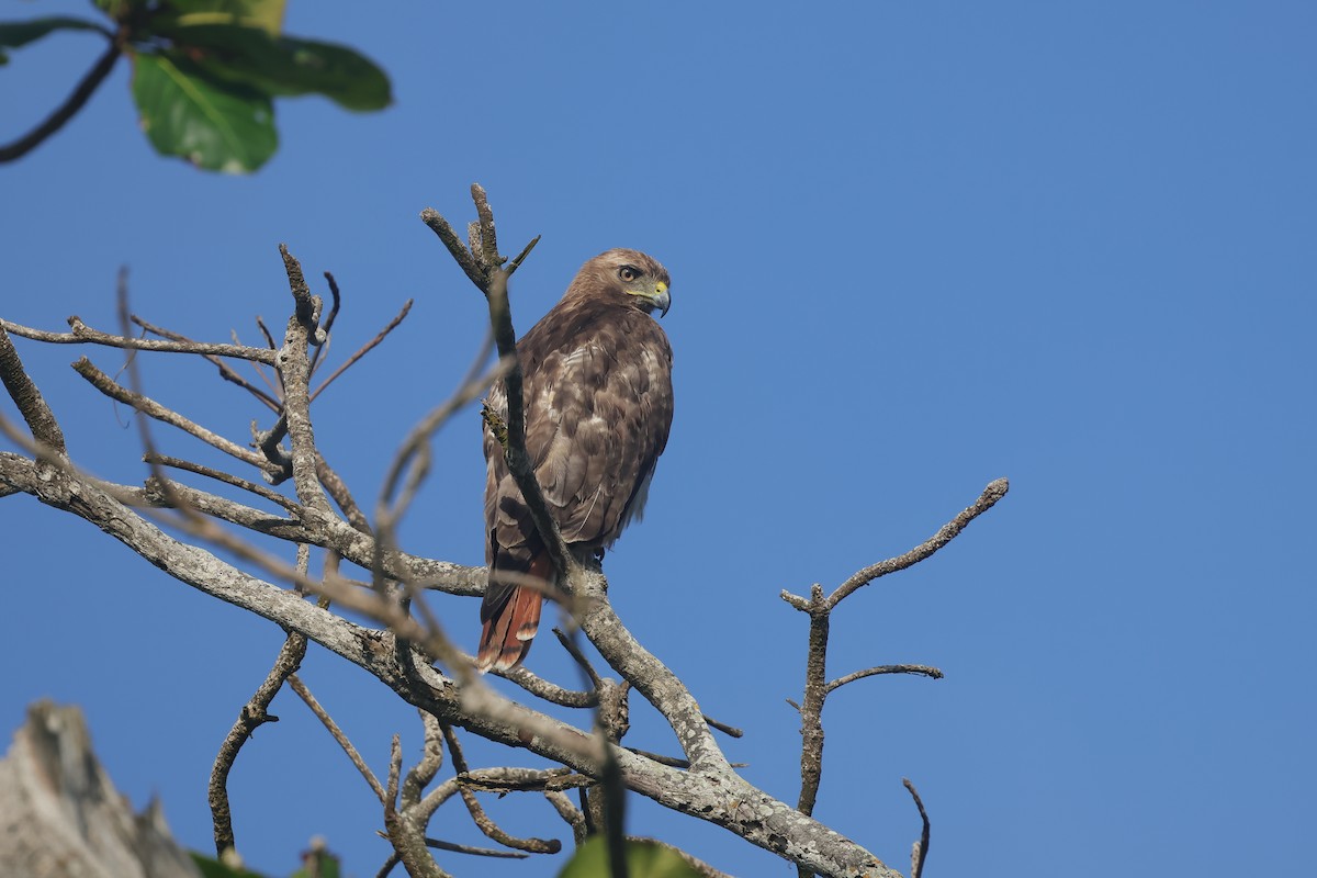 Red-tailed Hawk (jamaicensis) - ML635973885