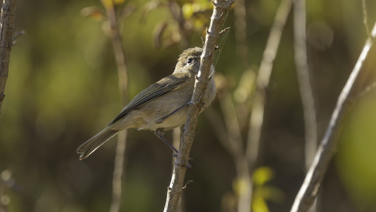 Brown Woodland-Warbler - ML635974026