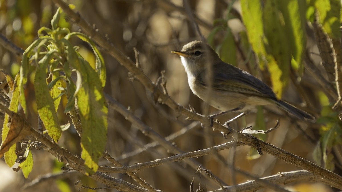 Brown Woodland-Warbler - ML635974027