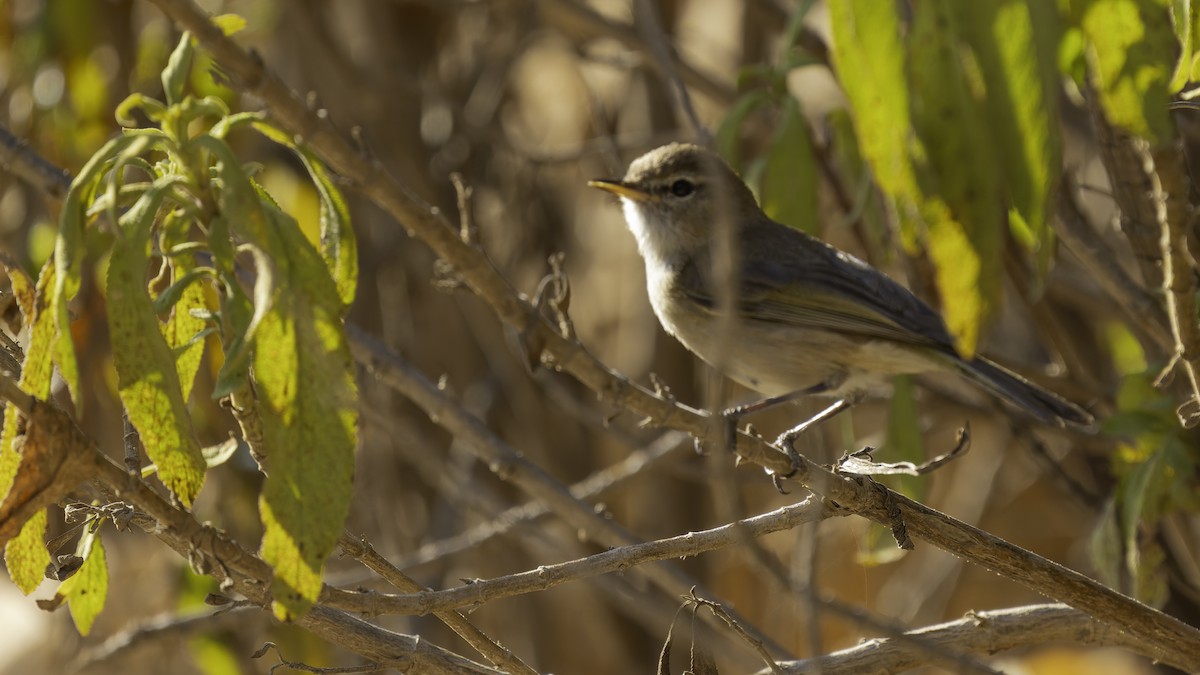 Brown Woodland-Warbler - ML635974028