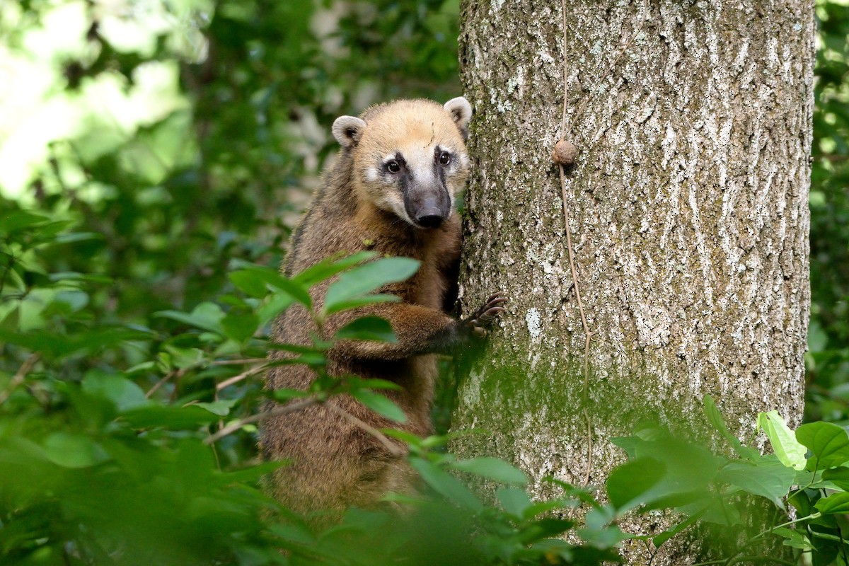 South American Coati - ML635974131
