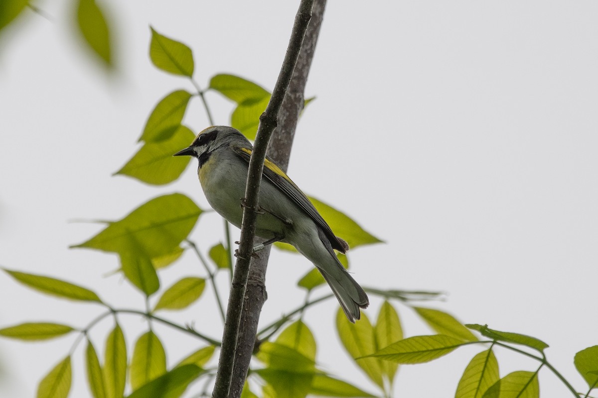 Golden-winged x Blue-winged Warbler (hybrid) - ML635974147