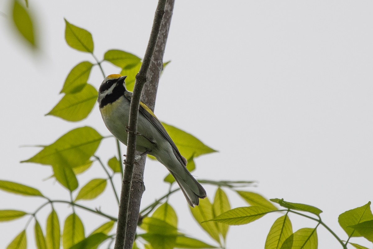 Golden-winged x Blue-winged Warbler (hybrid) - ML635974148