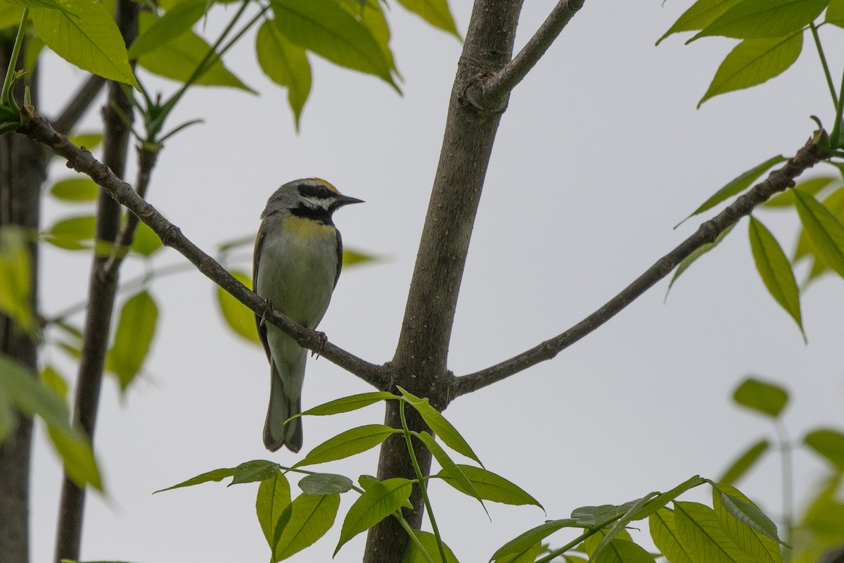 Golden-winged x Blue-winged Warbler (hybrid) - ML635974149