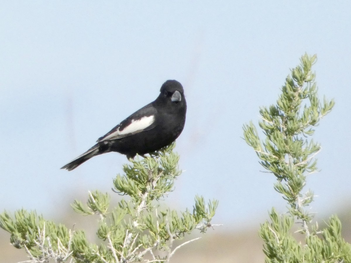 Lark Bunting - ML635974249