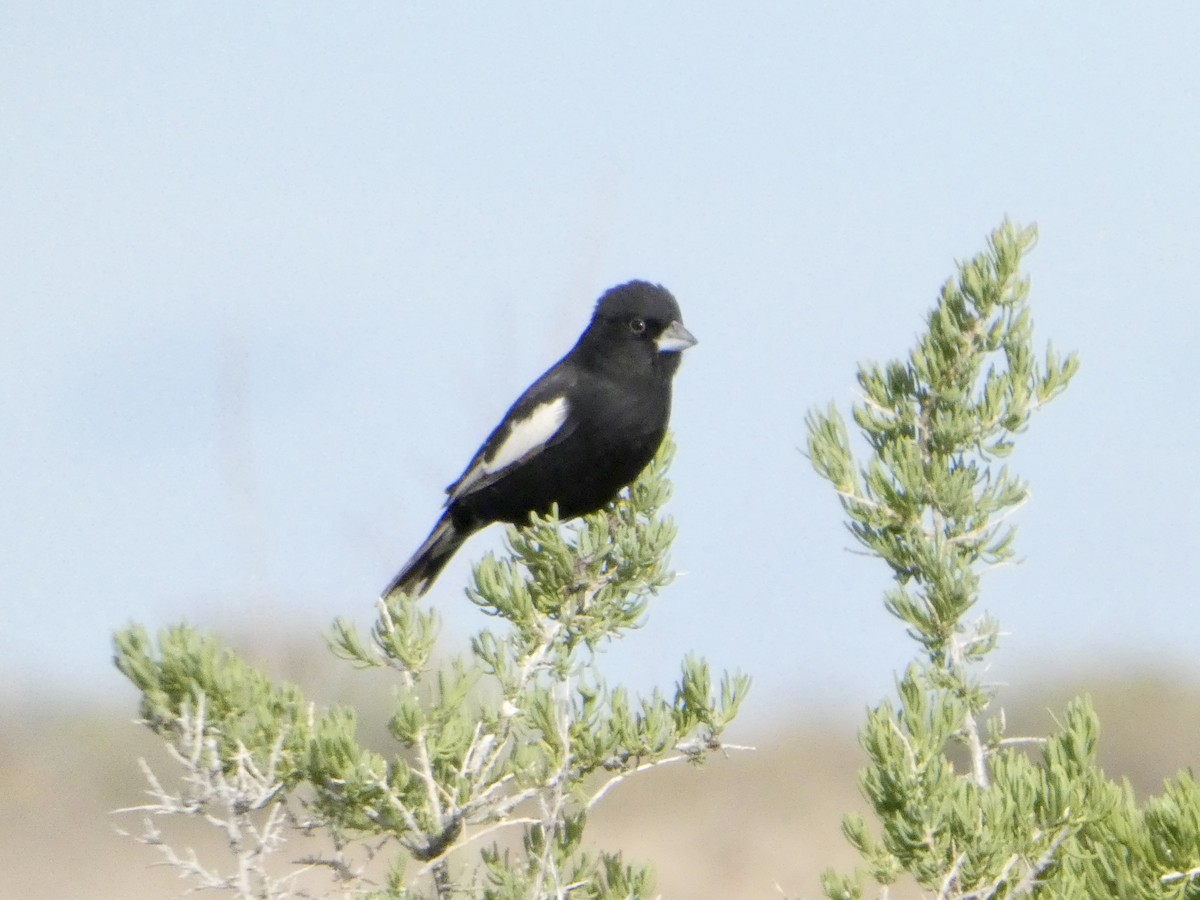 Lark Bunting - ML635974250