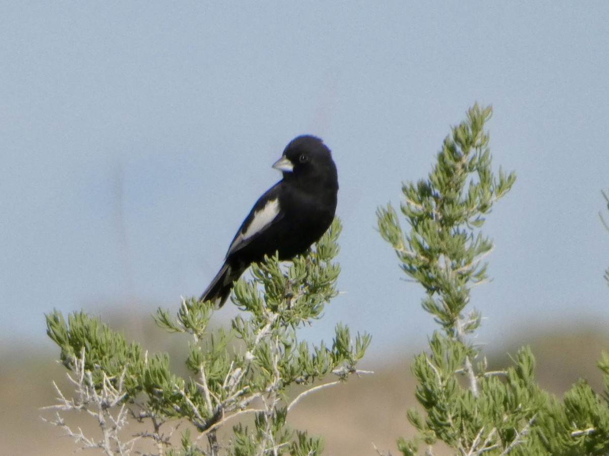 Lark Bunting - ML635974251