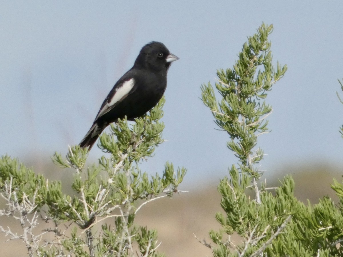 Lark Bunting - ML635974252