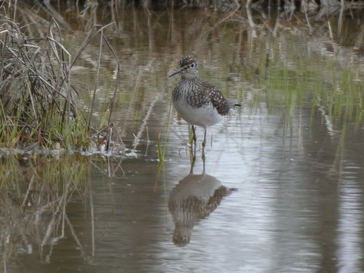 Solitary Sandpiper - ML635974271