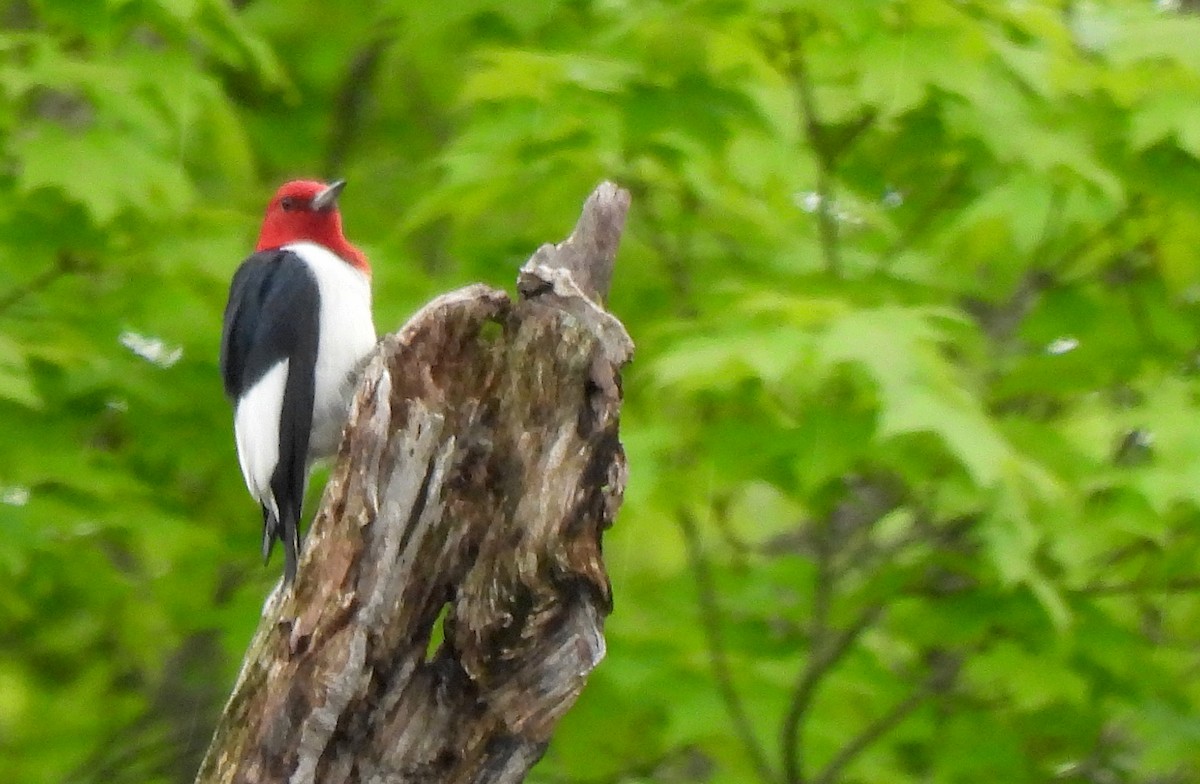 Red-headed Woodpecker - ML635974464