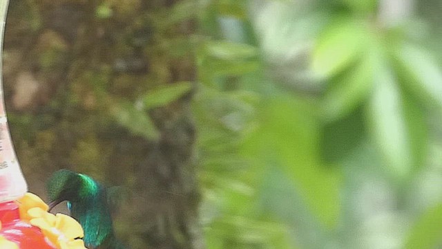 Blue-chinned Sapphire - ML635974537