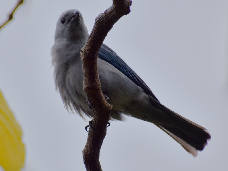 Tangara Azuleja - ML635974659