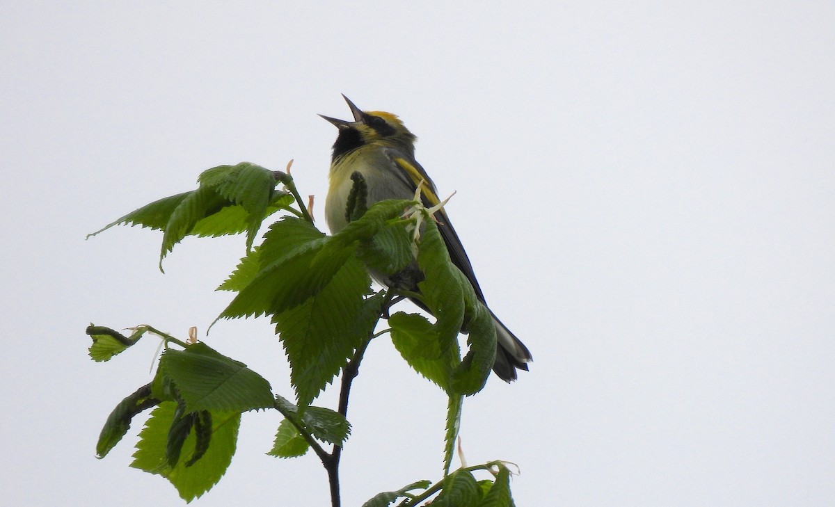 Golden-winged x Blue-winged Warbler (hybrid) - ML635974677
